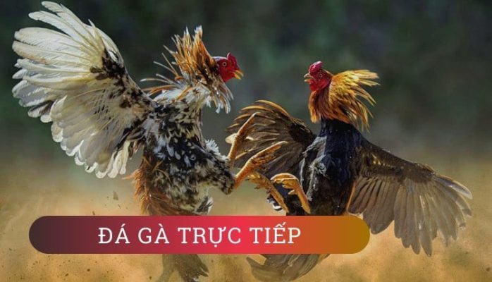 cá cược đá gà trực tuyến